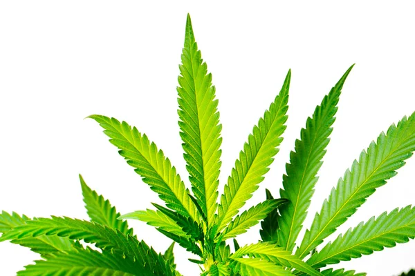 Rośliny marihuany — Zdjęcie stockowe