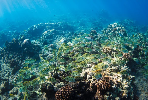 Tropické útes na Havaji pod vodou — Stock fotografie