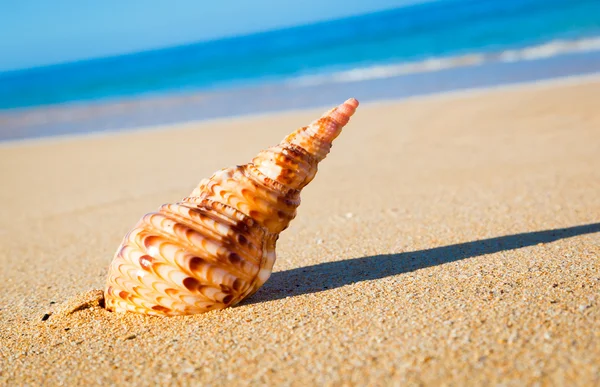 Shell on Exotic Beach Stock Image