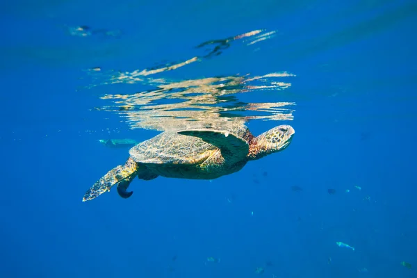 Groene zeeschildpad zwemmen in oceaan zee — Stockfoto
