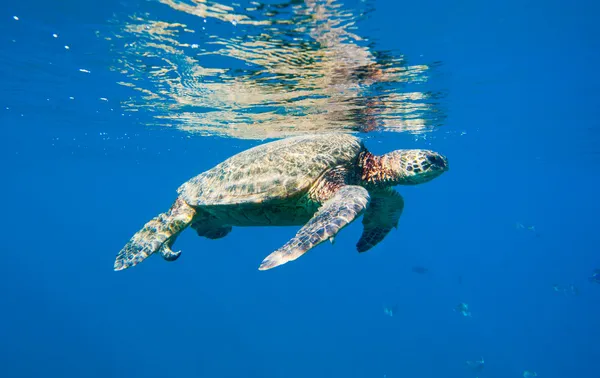 Tartaruga marinha verde nadando no mar oceano — Fotografia de Stock