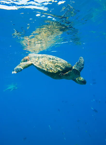 Grüne Meeresschildkröte schwimmt im Meer — Stockfoto