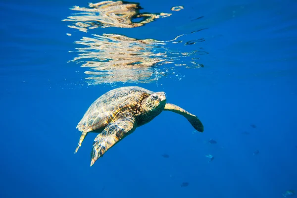 海の中を泳ぐアオウミガメ — ストック写真