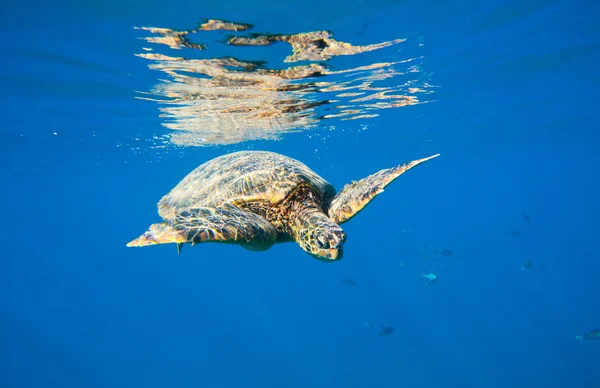 Tortuga verde nadando en el mar del océano —  Fotos de Stock