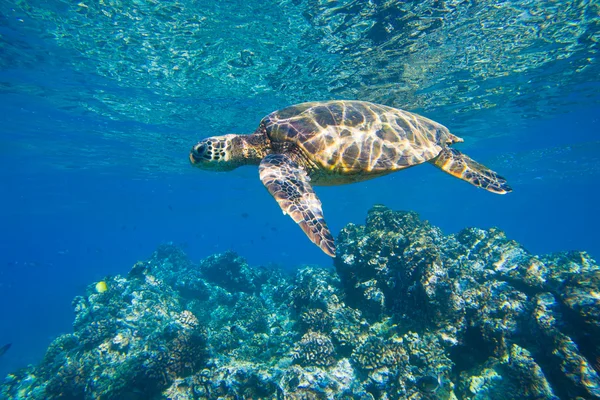 Зелена морська черепаха плаває в океанічному морі — стокове фото