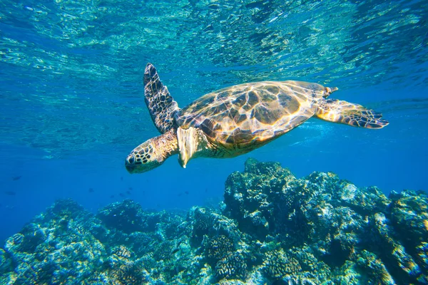 Yeşil deniz kaplumbağası okyanusta yüzüyor. — Stok fotoğraf