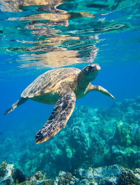 Green sea turtle swimming in ocean sea — Stock Photo, Image