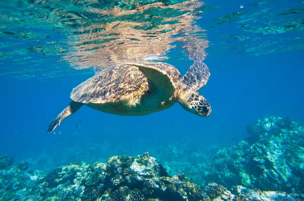 Yeşil deniz kaplumbağası okyanusta yüzüyor. — Stok fotoğraf