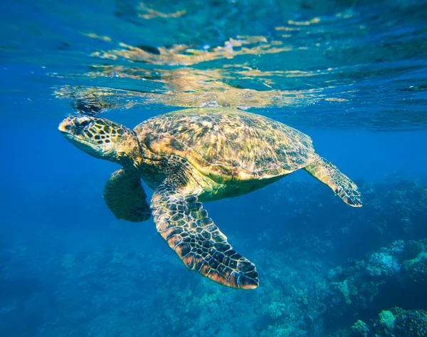 Zöld tengeri teknős úszás óceáni tenger — Stock Fotó