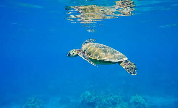 Zielony żółw morski pływanie w oceanie morze — Zdjęcie stockowe