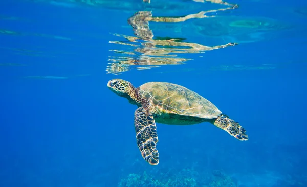 Green sea turtle swimming in ocean sea — Stock Photo, Image
