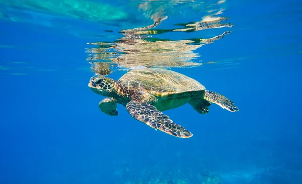 Grön havssköldpadda simmar i havet — Stockfoto