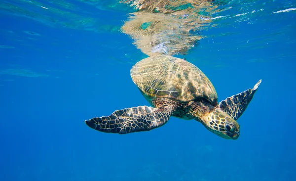 Tartaruga marinha verde nadando no mar oceano — Fotografia de Stock