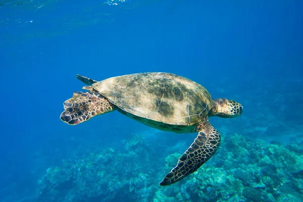 Zelená mořská želva plavání v oceánu moře — Stock fotografie
