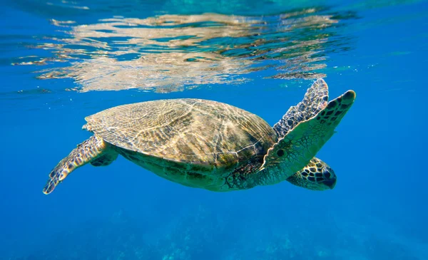 Tortuga verde nadando en el mar del océano —  Fotos de Stock