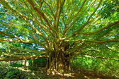 Strom života, Amazing Banyan Tree