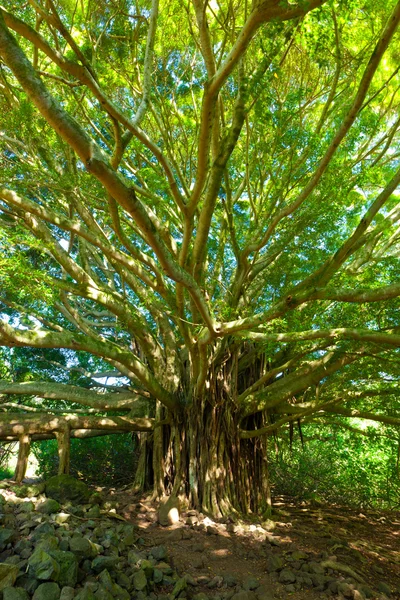 Δέντρο της ζωής, το καταπληκτικό δέντρο banyan — Φωτογραφία Αρχείου