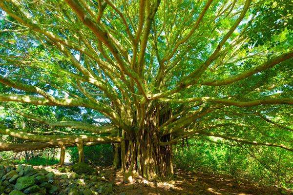 Baum des Lebens, erstaunlicher Banyan-Baum — Stockfoto