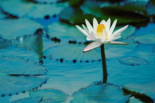 Water Lilly — Stock Photo, Image