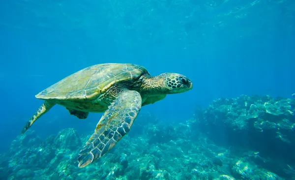 Zöld tengeri teknős úszás óceáni tenger — Stock Fotó