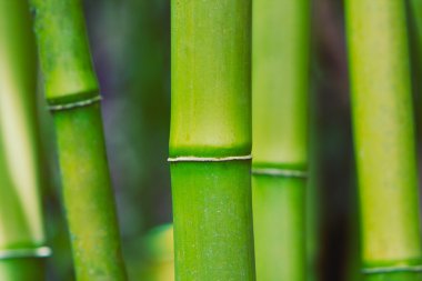 soyut zen bambu