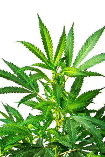Planta de marihuana —  Fotos de Stock