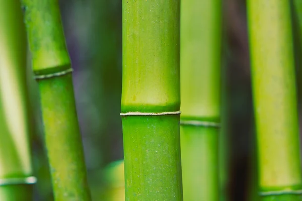 Abstraktní zen bambus — Stock fotografie