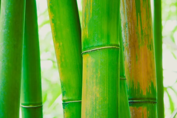 Astratto Zen Bamboo sfondo — Foto Stock