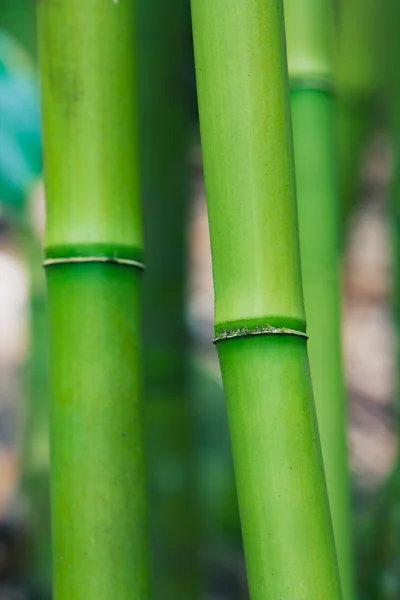 Abstraktní zen bambus — Stock fotografie