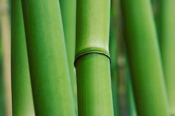 Анотація дзен бамбука — стокове фото