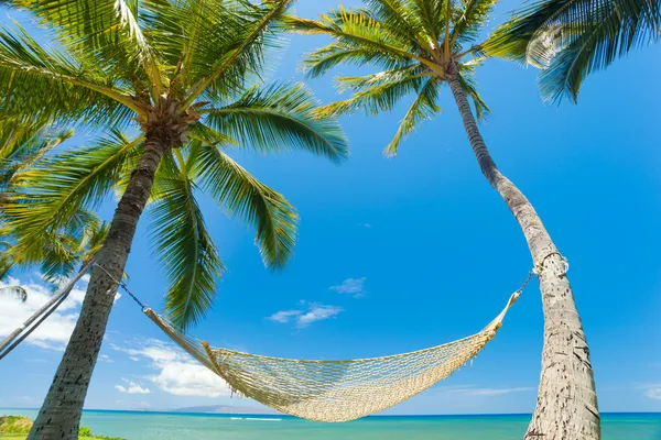 热带棕榈树和吊床 — 图库照片