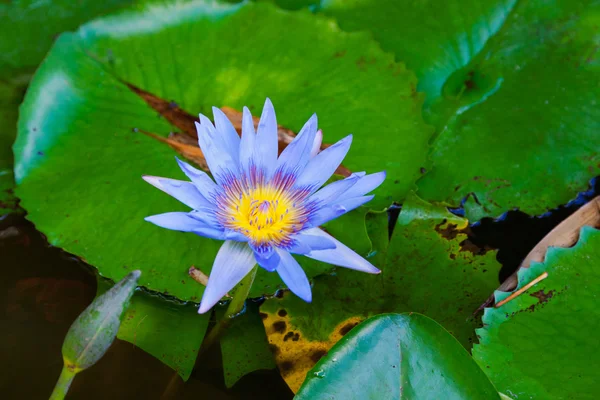 Mooie water lilly — Stockfoto
