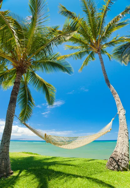 Tropikal palmiye ağaçları ve hamak — Stok fotoğraf