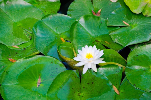 Piękne wody lilly — Zdjęcie stockowe