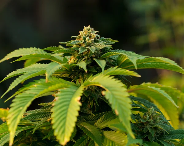 Marihuana-Pflanze — Stockfoto
