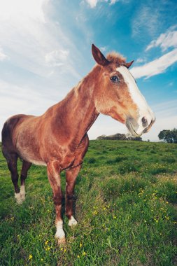 Horses in Field clipart