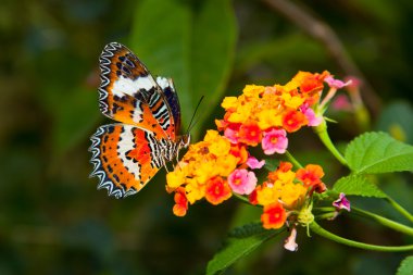 Beautiful Butterfly on Colorful Flower clipart