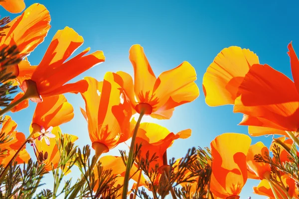 Красиві Весняні квіти — стокове фото