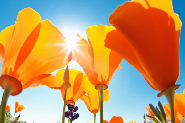 Beautiful Spring Flowers — Stock Photo, Image