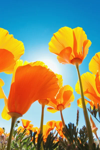 Piękne wiosenne kwiaty — Zdjęcie stockowe