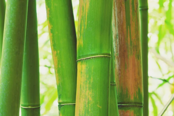 Bambu Zen abstrato — Fotografia de Stock