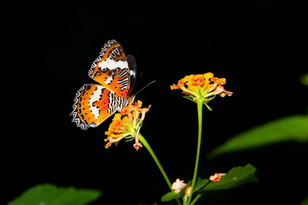 Όμορφη πεταλούδα σε πολύχρωμο λουλούδι — Φωτογραφία Αρχείου