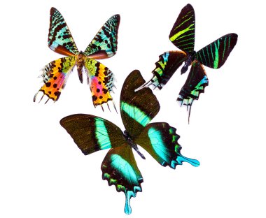 tropik butterflys