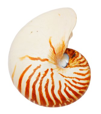 Sea shell isolated on white clipart