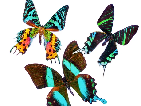 tropik butterflys