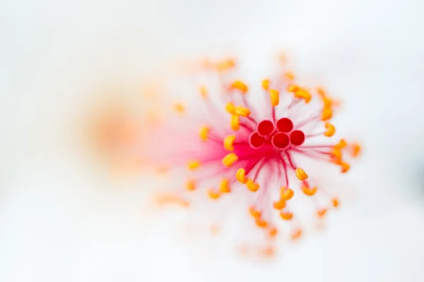 Macro flor — Fotografia de Stock