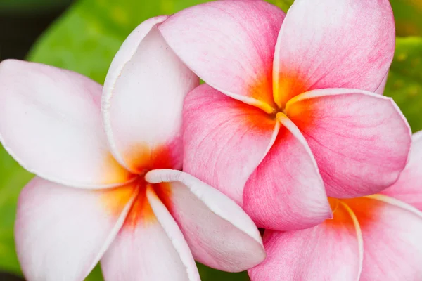 Tropical flowers — Stock Photo, Image
