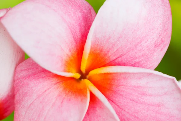 Тропічні квіти — стокове фото