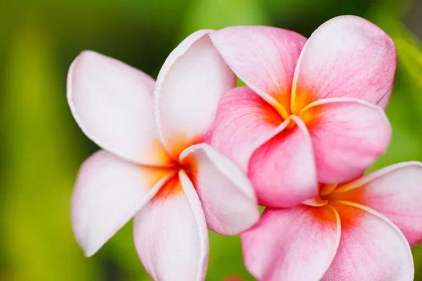 Flores tropicais — Fotografia de Stock