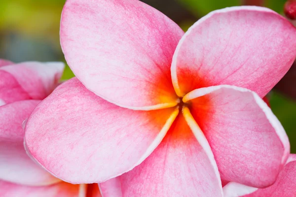 Tropisk blomma — Stockfoto